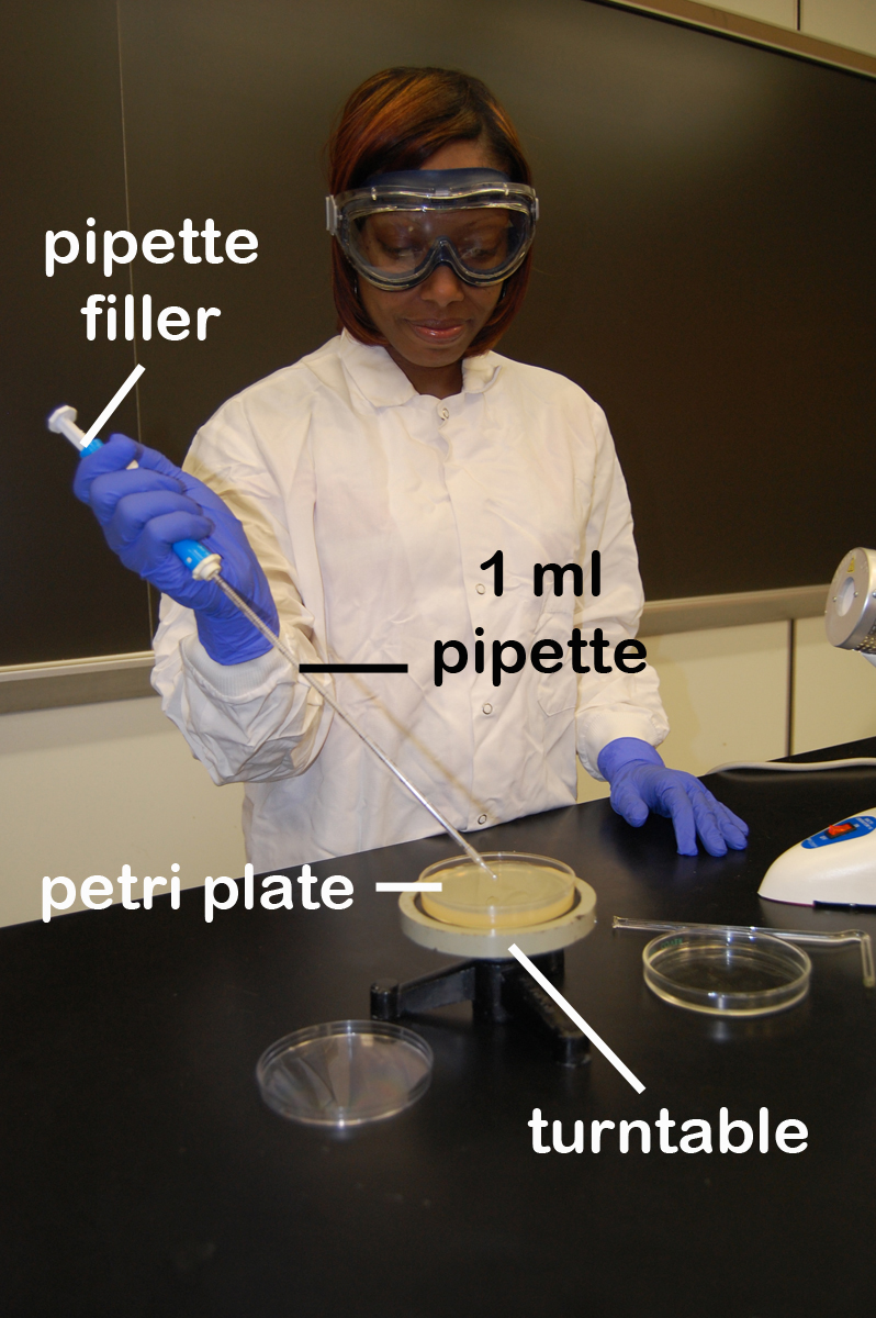 BIOL 230 Lab Manual Using a pipette to transfer bacteria to an agar plate